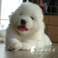蘇西圖片照片_蘇西