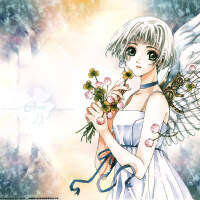 Clover圖片照片_Clover