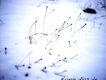 Bosques de mi Mente歌曲歌詞大全_Bosques de mi Mente最新歌曲歌詞