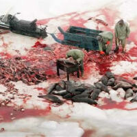 獵殺圖片照片_獵殺