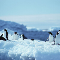 ANTARCTICA圖片照片_ANTARCTICA