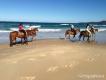 Horsebeach圖片照片_Horsebeach