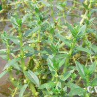 白花水圖片照片_白花水