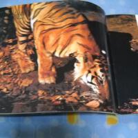Track A Tiger圖片照片_Track A Tiger