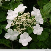 茉莉圖片照片_茉莉