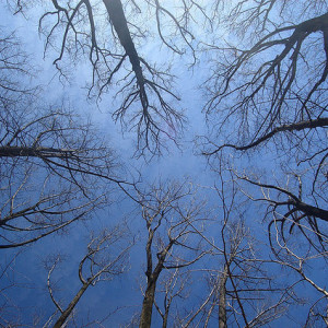 Trees圖片照片