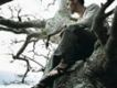 中孝介歌曲歌詞大全_中孝介最新歌曲歌詞