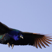 Flying圖片照片_Flying