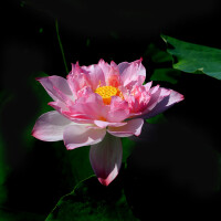 心曲難訴 梵音 漾起心間朵朵蓮花圖片照片_心曲難訴 梵音 漾起心間朵朵蓮花