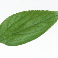 綠綠圖片照片_綠綠