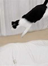 花花與三貓CatLive 2019最新一期線上看_全集完整版高清線上看_好看的綜藝