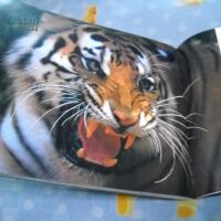 Track A Tiger圖片照片_Track A Tiger