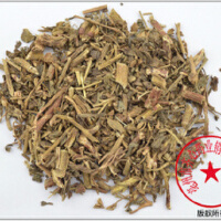 言景天圖片照片_言景天