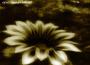 Golden (feat. Thieves Like Us)專輯_Chin InjetiGolden (feat. Thieves Like Us)最新專輯