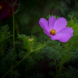 花 開圖片照片_花 開