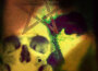 The Left Hand專輯_Calyx After ThisThe Left Hand最新專輯