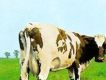 Atom Heart Mother