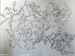 白描圖片照片
