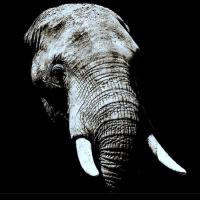 Tusk