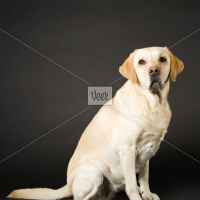Labrador圖片照片_Labrador