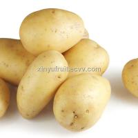 Potito圖片照片_Potito