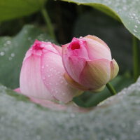 雨觀圖片照片_雨觀