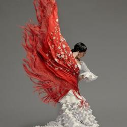 Flamenco圖片照片_Flamenco