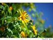 Helios圖片照片_Helios