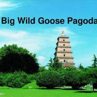 Biggoose圖片照片_照片寫真