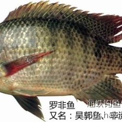 羅非圖片照片_羅非