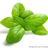 BasiL圖片照片_BasiL