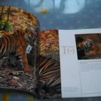 Track A Tiger圖片照片_Track A Tiger