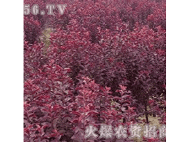 藝萱圖片照片_藝萱