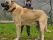 犬圖片照片