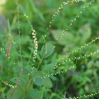 白花水圖片照片_白花水