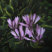 All Again專輯_Powfu / Nuxe / SNØWAll Again最新專輯