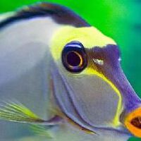 短尾魚圖片照片_照片寫真