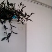 莫兮圖片照片_莫兮