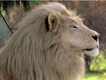 White Lion[白獅]圖片照片