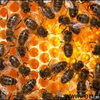 Bees圖片照片_Bees