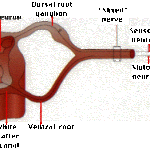 SPINALCORD圖片照片