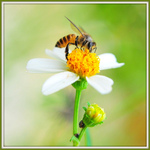 Honey Bee圖片照片