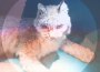 Simian Ghost最新歌曲_最熱專輯MV_圖片照片