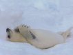 Seal圖片照片