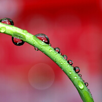 Dew圖片照片_Dew