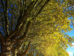 Herbst9圖片照片