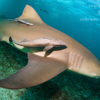 Shearwater圖片照片_Shearwater