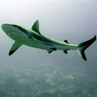 Sharks圖片照片_Sharks