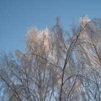 Rimfrost圖片照片_Rimfrost