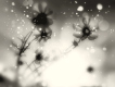Autumn Tears圖片照片